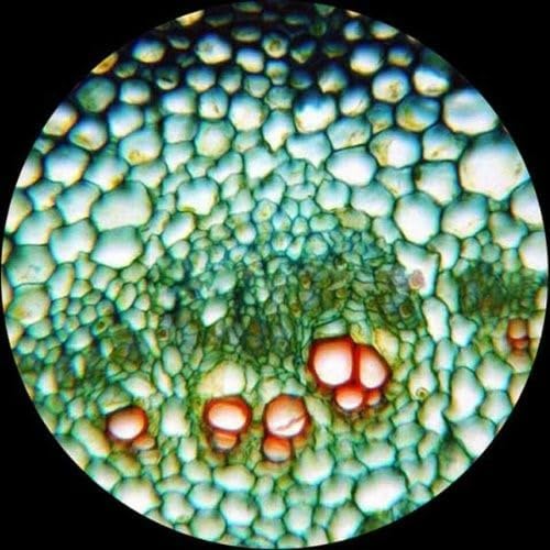 AmScope 40X-2500X LED Digital Monocular Compound Microscope with 3D Stage (M620C)