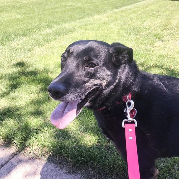 Lucky Goddness 10pcs Swivel Snap Hooks for Dog Leash Collar Linking, Metal Heavy Duty Eye Lobster Claw Clasp Multipurpose- Perfect for Pet Buckle Key Chain Purse Bag Making Handmade Crafts DIY Project